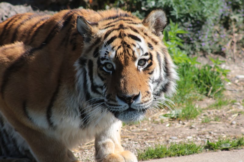 Image of an particular beautiful tiger.